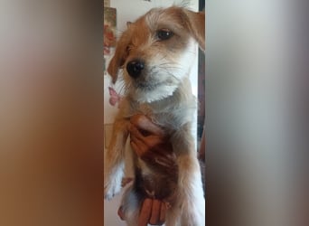 Fibi sucht ihre Menschen