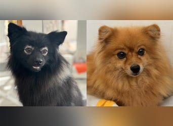 Pomeranians Magic Merlin und Chinita suchen gemeinsames Zuhause