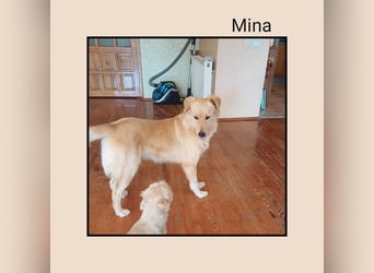 Katzenverträgliche + liebe  Golden Retriever Mix Junghündin MINA wartet inFriesenhagen auf DICH!