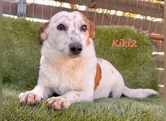 Kiki2 geb. 05/2020 (GRC) - selbstbewusste, kleine Hündin!
