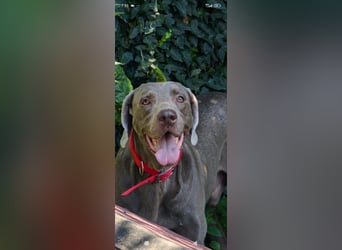 Traumhund sucht Traumzuhause – Vollblut-Weimaraner "Kapitän"