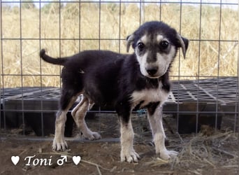 Teddy und seine Geschwister suchen ab September ein Zuhause