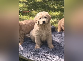 Goldendoodle mini Medium Doodle Abgabe an Pfingsten