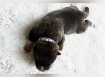 Akita Inu Welpen | A-Wurf | Japan Akita | Ahnentafel | VDH 