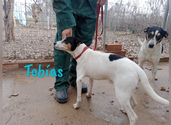 Tobías 04/2017 (ESP) - entspannter, unkomplizierter & menschenbezogener Ratonero Bodeguero Andaluz!