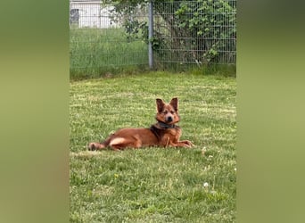 Verschmuste Tierheimhündin Zosya❤️in 19246 Zarrentin sucht Familie für Leben