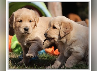 Golden Retriever Welpen vom Thüringer Wald