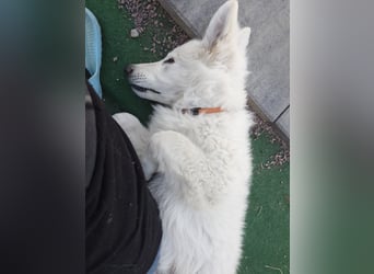 Welpen Weiße Schweizer Schäferhunde