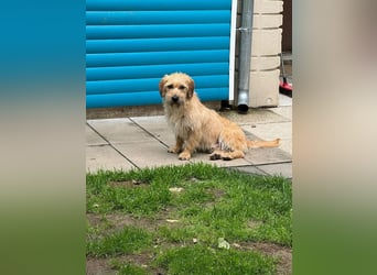 ♥BUCKY♥ auf Pflegestelle bei Köln - verschmuster, cleverer kleiner Strahlemann 38 cm