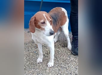 Linda, möchte endlich das Tierheim verlassen