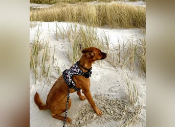 Zuhause voller Liebe für Lou gesucht