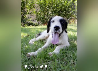Felix und Freddie suchen absofort ein Zuhause
