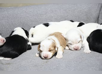traumhaft hübscher Tibet Terrier Welpen aus erfahrender Zucht  sind geboren dürfen im Juni ausziehen