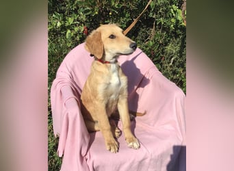 Gordon sucht neues Zuhause