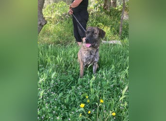 Ifi – eine Hundedame von Eleganz und Format!
