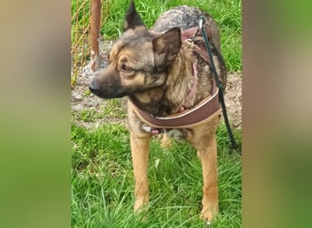 Zoey-die Anschmiegsame sucht Zuhause!