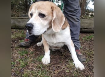 Pixi, Beagle