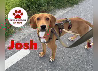 lieber Posavski Gonic Mischlings-Rüde Josh sucht seine Menschen