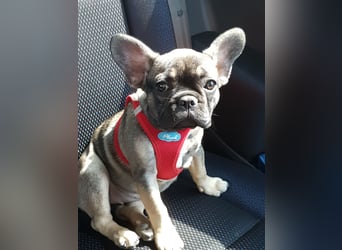 Liebevolles Zuhause gesucht
