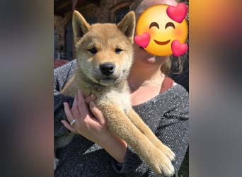 Shiba inu Welpen.   vom Haus Joe   ,Liebhaberzucht