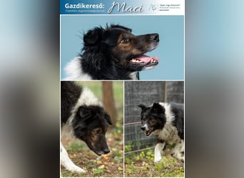 Maci-DG, süßer Schatz sucht Sicherheit!