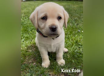Labrador Retriever Welpen, reinrassig, Ahnenpass uvm., schwarz und gelb