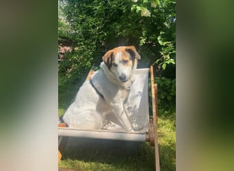 Sharky - Notfall-(Pflege-)Platz gesucht!