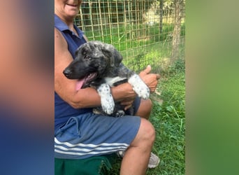 Anton - Ist das Glück jetzt zum Greifen nah ?