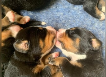 Wunderschöne Swissydog-Welpen mit Papieren - THERAPIEBEGLEITHUNDGEEIGNET