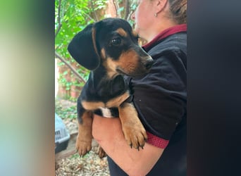 Marvin, geboren 25.03.2025, 24cm sucht seine Familie