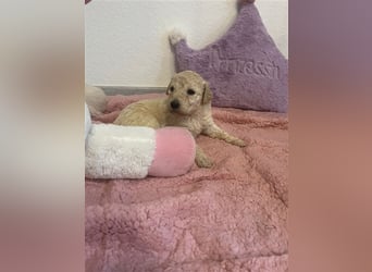 Wunderschöne Goldendoodle Welpen zu verkaufen Abgabe frühestens ab 06.12.24