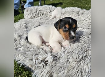 5 wunderschöne Jack Russel Terrier Welpen