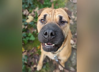 Moncho sucht Pflege- oder Endstelle