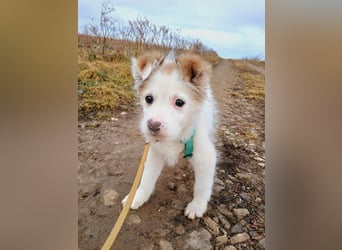 Fröhlicher Welpe Buddy