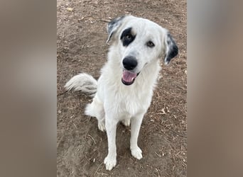 Popcorn, geb. ca. 09/2023, lebt in GRIECHENLAND, auf einem Gelände, auf dem die Hunde notdürftig ver