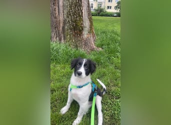 Loki – kleiner Abenteurer mit großem Herz sucht sein Für-Immer-Zuhause