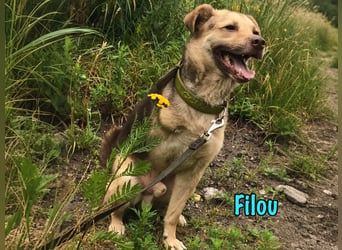 Filou geb. 04/2022 - lebensfroher, unglaublich netter Hund sucht Menschen mit Herz!