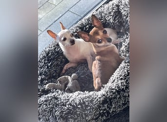 SOPHIE und KAAMI ❤️ 2 Chihuahua Seelen, Pflegefamilie Bochum