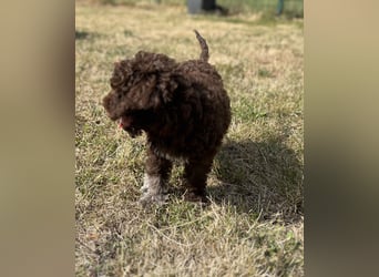 Lagotto Romagnolo – Hochwertige Welpen aus der registrierten Zuchtstätte King of the Truffles