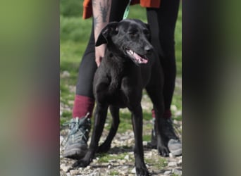KYRA ca. 1 J. verspielte Vizsla-Labbimix-Mädchen sucht sportl. Familie