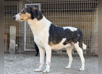Dino ❤️ aufgeweckter, lieber Traumhund