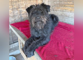 superlieber Kuschelbär OSKAR - 4,5 Jahre, 53cm/16kg - Schnauzer-Mix