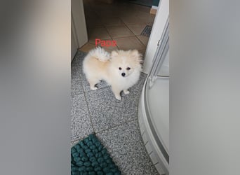 Pomeranian Spitz