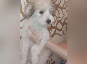 ROCKY - kleine Knutschkugel