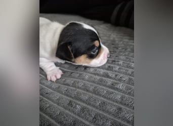 Jack Russell Welpen