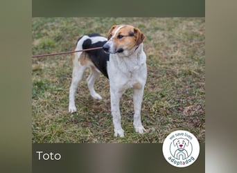 Toto: Ein Herz auf vier Pfoten