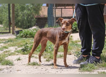 Caju, Mix Pinscher / Chihuahua, lieb und sozial