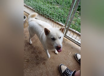 Dio, vorsichtiger aber freundlicher Shiba Inu Rüde geb. 2020