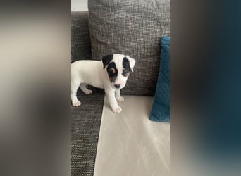 Rüde Schwarz weiß Parson Russell Terrier Welpen Bild und Video neu