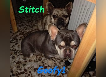 Goofy1 geb. 10/2023 (ESP) - anhängliche und freundliche Französische Bulldogge!